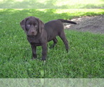 Small Photo #14 Labrador Retriever Puppy For Sale in GREENWOOD, WI, USA