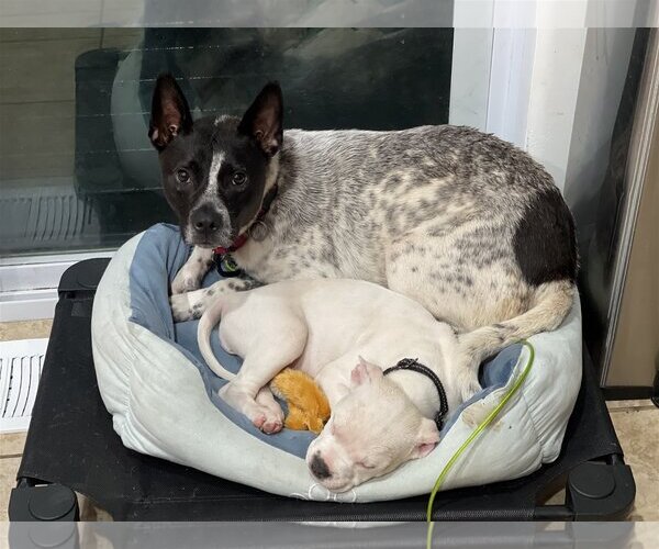Medium Photo #20 Mutt Puppy For Sale in Derwood, MD, USA