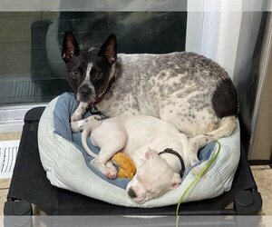 Spotty - Male Mutt Dog for Adoption - Photo #20