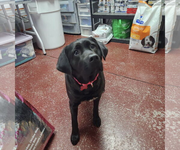 Medium Photo #5 Labrador Retriever Puppy For Sale in Fargo, ND, USA