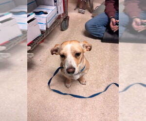 Dachshund-Unknown Mix Dogs for adoption in Bakersfield, CA, USA