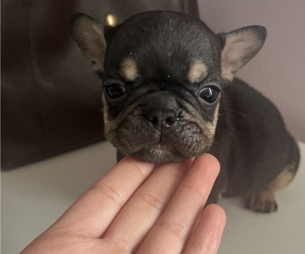 Medium Photo #8 French Bulldog Puppy For Sale in OSWEGO, IL, USA