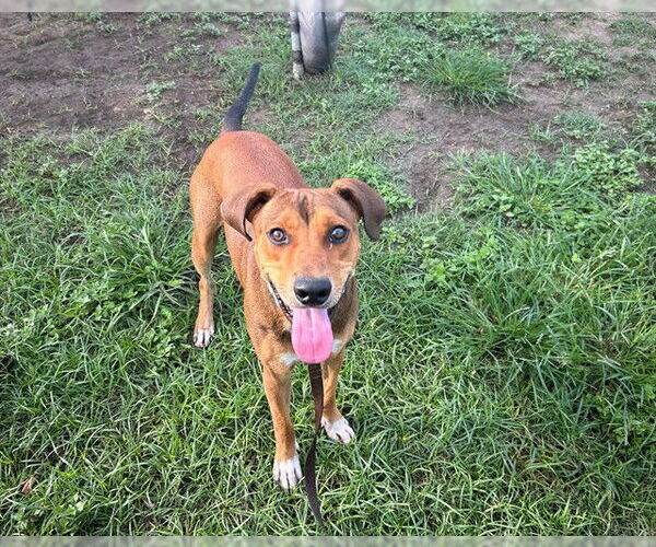 Medium Photo #1 Labbe Puppy For Sale in Ocala, FL, USA