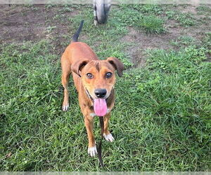 Labbe Dogs for adoption in Ocala, FL, USA