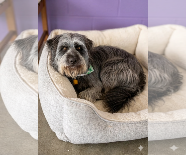 Medium Photo #1 Bearded Collie-Unknown Mix Puppy For Sale in Genesee, WI, USA