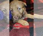 Small #11 German Shepherd Dog-Siberian Husky Mix