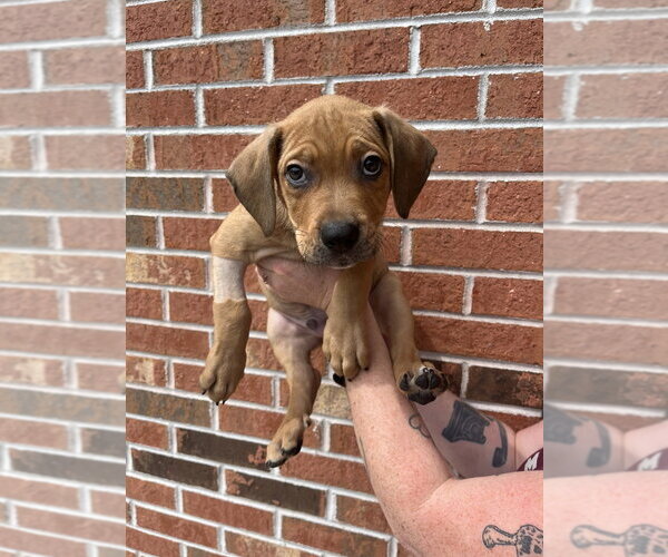 Medium Photo #1 Mutt Puppy For Sale in Candler, NC, USA