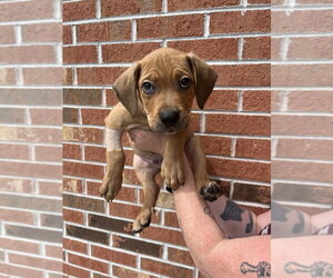 Mutt Dogs for adoption in Candler, NC, USA