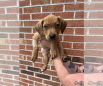 Small Mutt