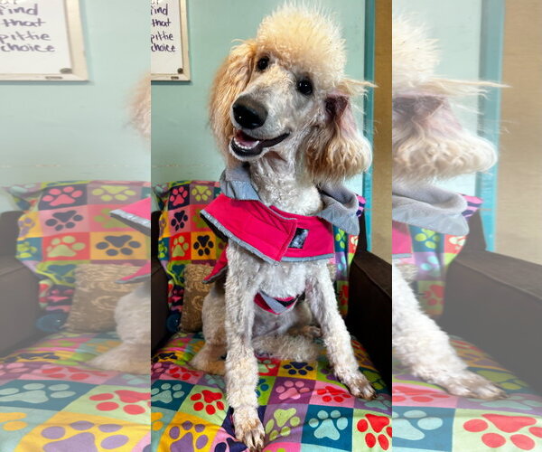 Medium Photo #6 Poodle (Standard) Puppy For Sale in Pacolet, SC, USA