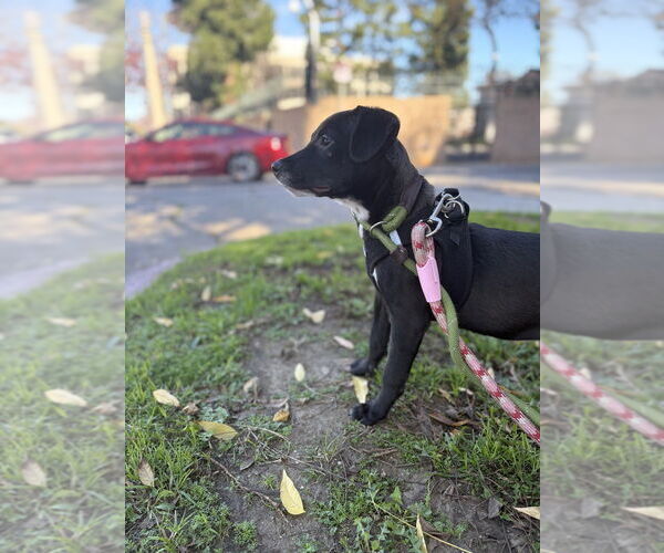 Medium Photo #5 Italian Greyhound-Labrador Retriever Mix Puppy For Sale in Studio City, CA, USA