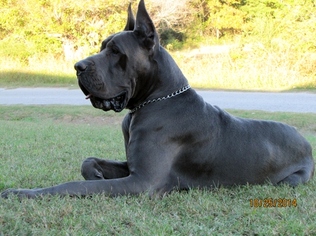 Great Dane Puppy for sale in BRISTOW, OK, USA
