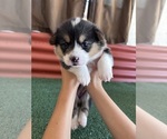 Small #22 Pembroke Welsh Corgi