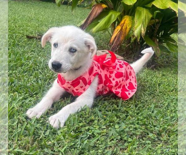 Medium Photo #7 Huskies -Labrador Retriever Mix Puppy For Sale in Brewster, NY, USA