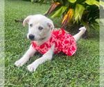 Small #6 Huskies -Labrador Retriever Mix