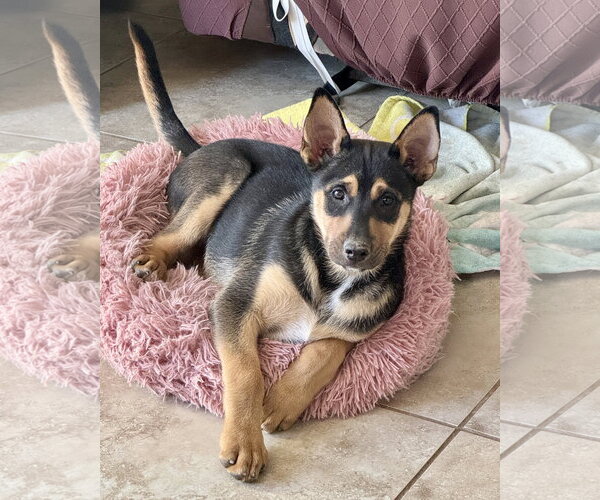 Medium Photo #15 Gerberian Shepsky Puppy For Sale in Corona, CA, USA