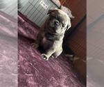Small Photo #87 Pug Puppy For Sale in BLOOMINGTON, IL, USA