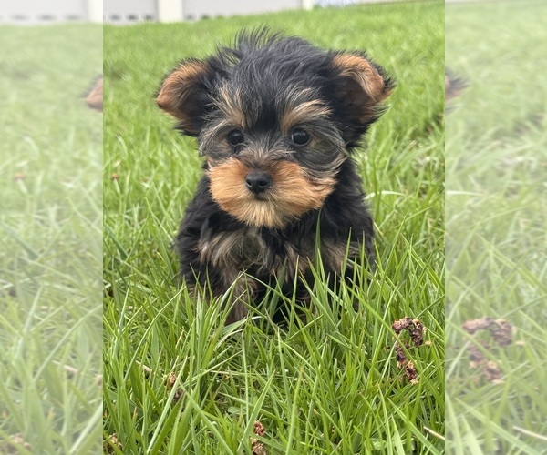 Medium Photo #3 Yorkshire Terrier Puppy For Sale in CANOGA, NY, USA