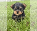 Small #2 Yorkshire Terrier