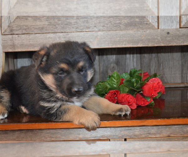 Medium Photo #2 German Shepherd Dog Puppy For Sale in GREENWOOD, WI, USA