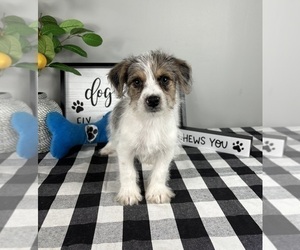 YorkiePoo Puppy for sale in FRANKLIN, IN, USA