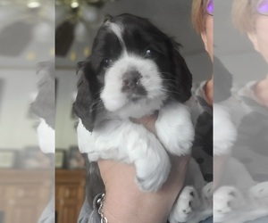 Cocker Spaniel Puppy for sale in WALLER, TX, USA