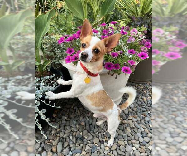 Medium Photo #3 Chihuahua Puppy For Sale in Bellevue, WA, USA