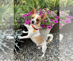Small #2 Chihuahua