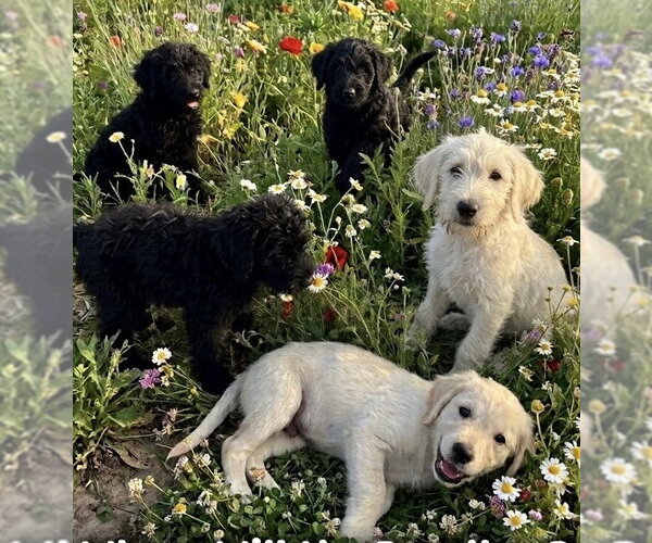 Medium Photo #3 Labrador Retriever-Unknown Mix Puppy For Sale in The Woodlands, TX, USA