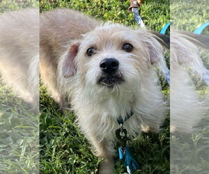 Mutt Dogs for adoption in Hillsboro, MO, USA