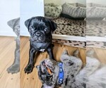 Small #4 Pug