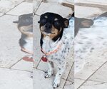 Small #2 Chihuahua Mix