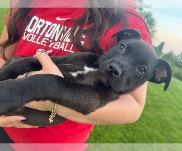Medium Photo #3 American Pit Bull Terrier-Unknown Mix Puppy For Sale in New London, WI, USA