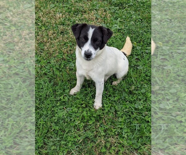 Medium Photo #1 Russell Terrier Puppy For Sale in APPLE GROVE, WV, USA