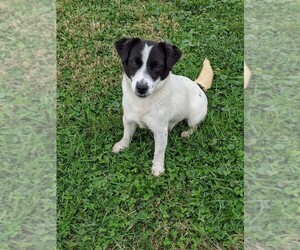 Mother of the Russell Terrier puppies born on 09/11/2022