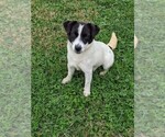 Small Photo #1 Russell Terrier Puppy For Sale in APPLE GROVE, WV, USA