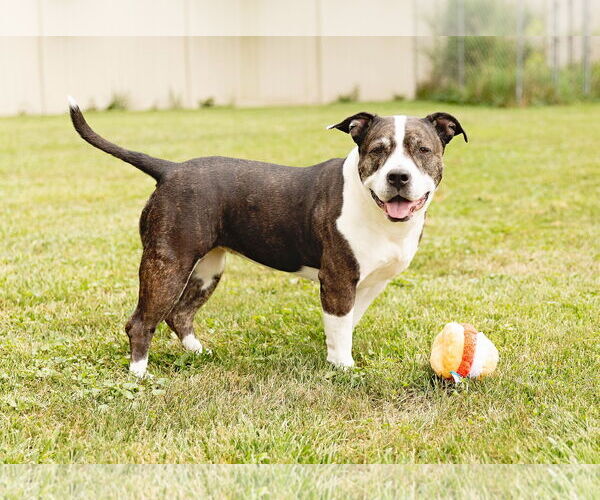 Medium Photo #6 American Staffordshire Terrier-Unknown Mix Puppy For Sale in Crete, IL, USA
