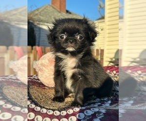 Jatzu Puppy for sale in SALEM, OR, USA