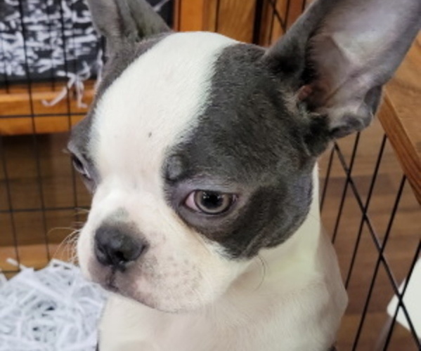 Medium Photo #2 Boston Terrier Puppy For Sale in GILMER, TX, USA
