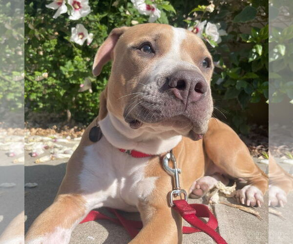 Medium Photo #4 Staffordshire Bull Terrier-Unknown Mix Puppy For Sale in San Jose, CA, USA