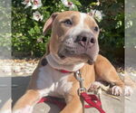 Small #3 Staffordshire Bull Terrier Mix