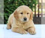 Small #4 Golden Retriever