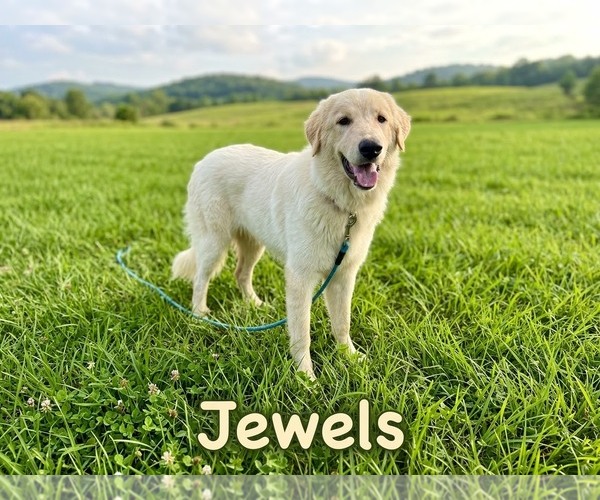 Medium Photo #1 Anatolian Pyrenees Puppy For Sale in The Woodlands, TX, USA