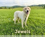 Jewels - Female Anatolian Pyrenees Dog for Adoption - Small photo