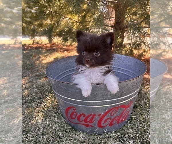 Medium Photo #5 Pomeranian Puppy For Sale in MIDDLEBURY, IN, USA