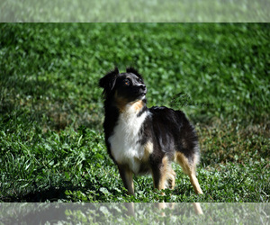 Mother of the Miniature American Shepherd puppies born on 09/04/2022