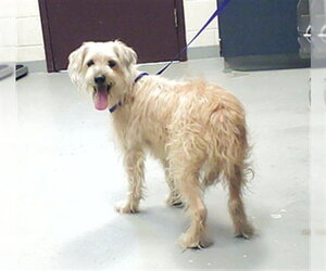 Norfolk Terrier-Unknown Mix Dogs for adoption in Fayetteville, NC, USA