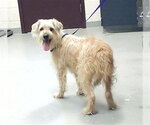 Small Norfolk Terrier Mix