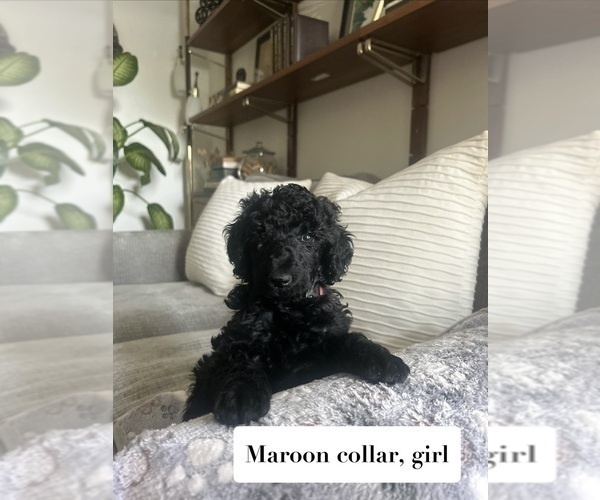 Medium Photo #9 Poodle (Standard) Puppy For Sale in NEW ULM, MN, USA