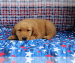 Small Photo #9 Golden Retriever Puppy For Sale in BEDFORD, IN, USA